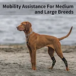 Dog leg brace front